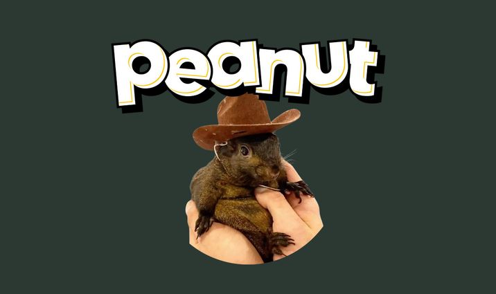 Peanut the Squirrel (PNUT) - Emerging Meme Coins to Watch